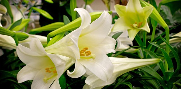 white lillies for funeral service