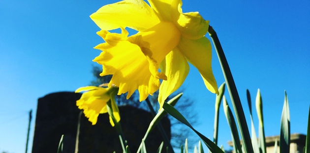 daffodils in a graveyard